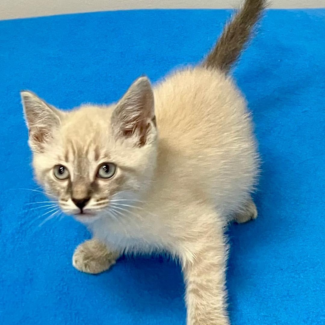Murray, a ADOPTABLE mixed breed in Gastonia, NC image 2/5