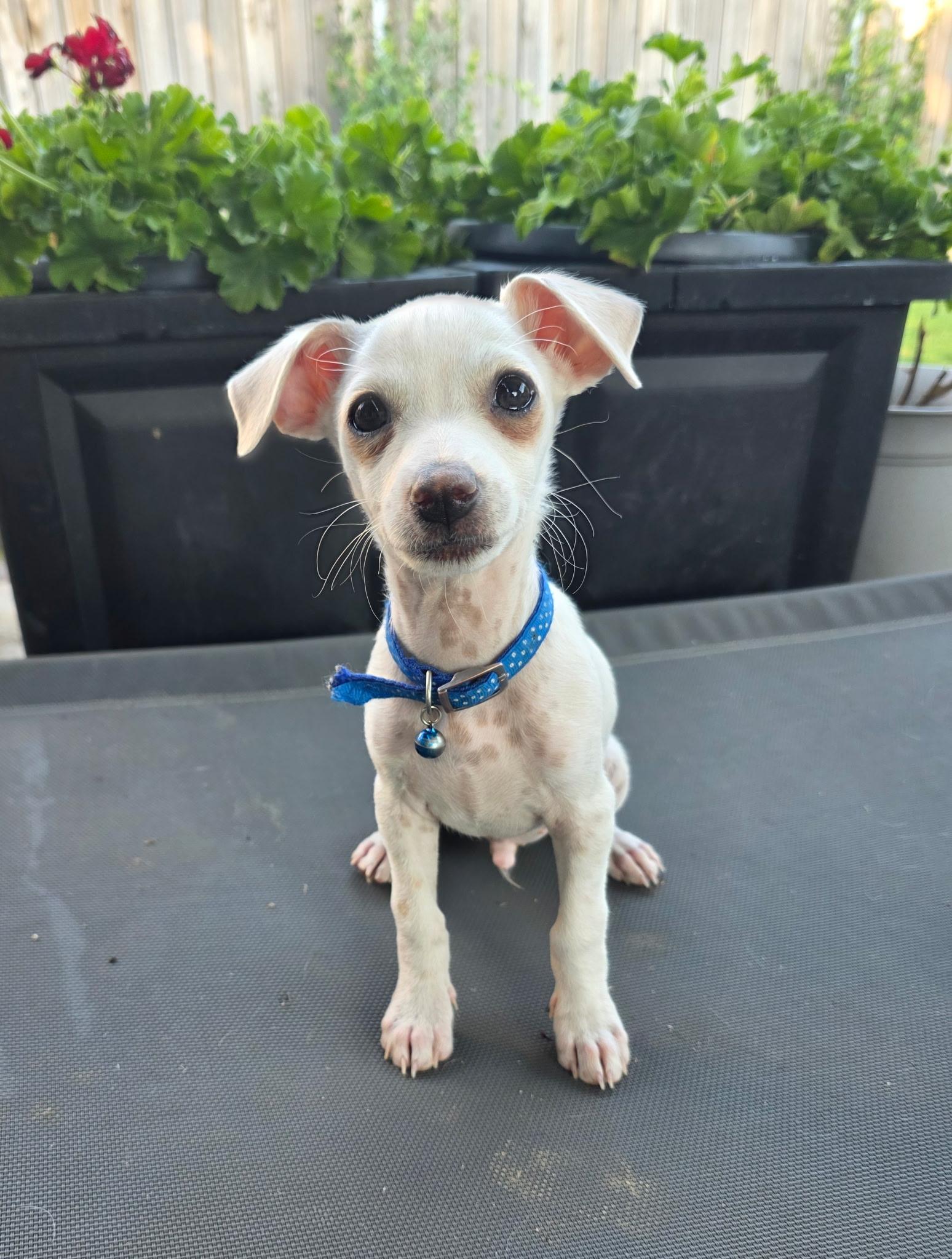 This post is a Courtesy Post and therefore Buddys Angels Rescue takes on no liability is in no wa