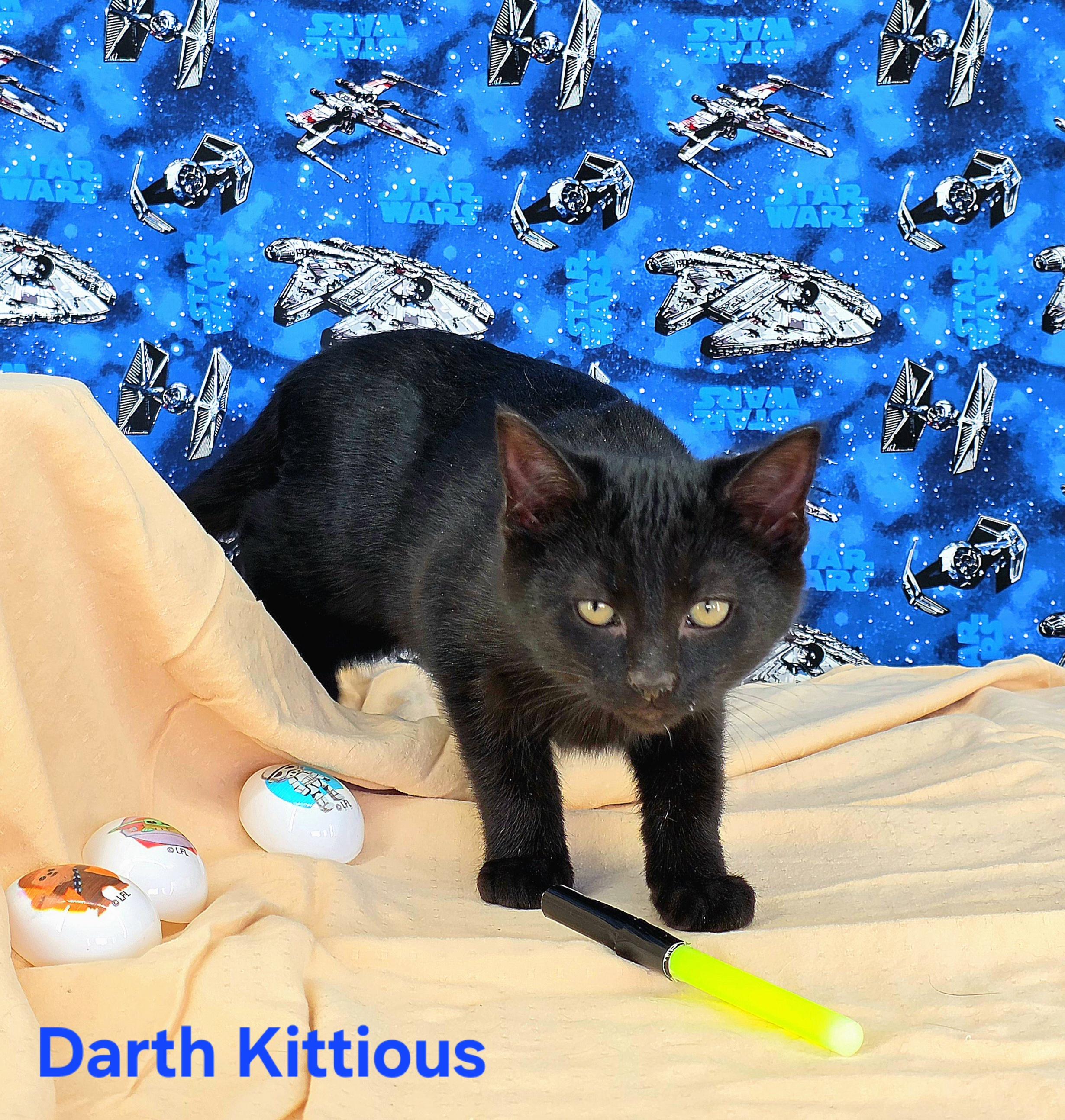 Enlarge Darth Kittious , a Adoptable Domestic Short Hair in Knoxville, TN image 5/5