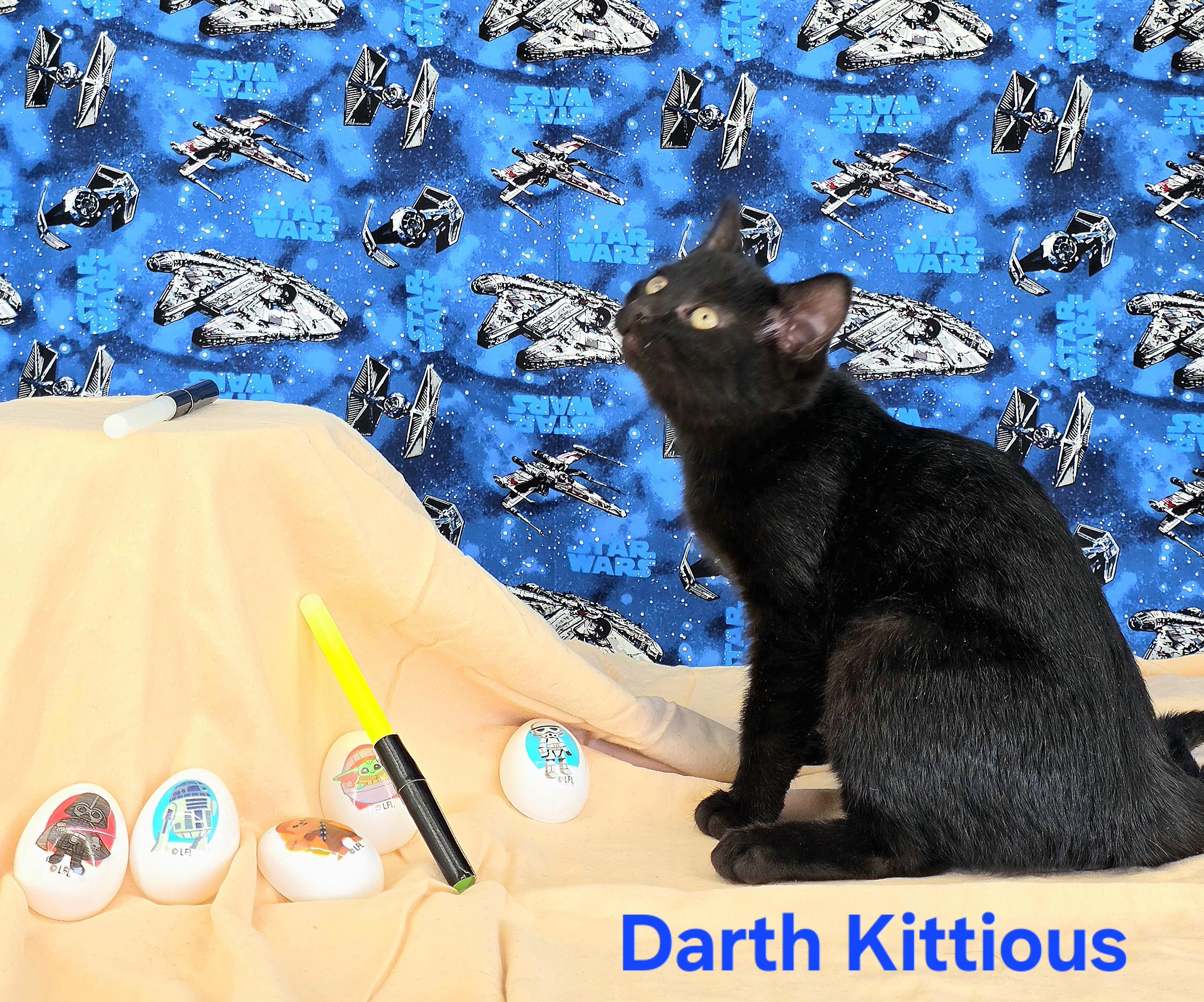 Enlarge Darth Kittious , a Adoptable Domestic Short Hair in Knoxville, TN image 4/5