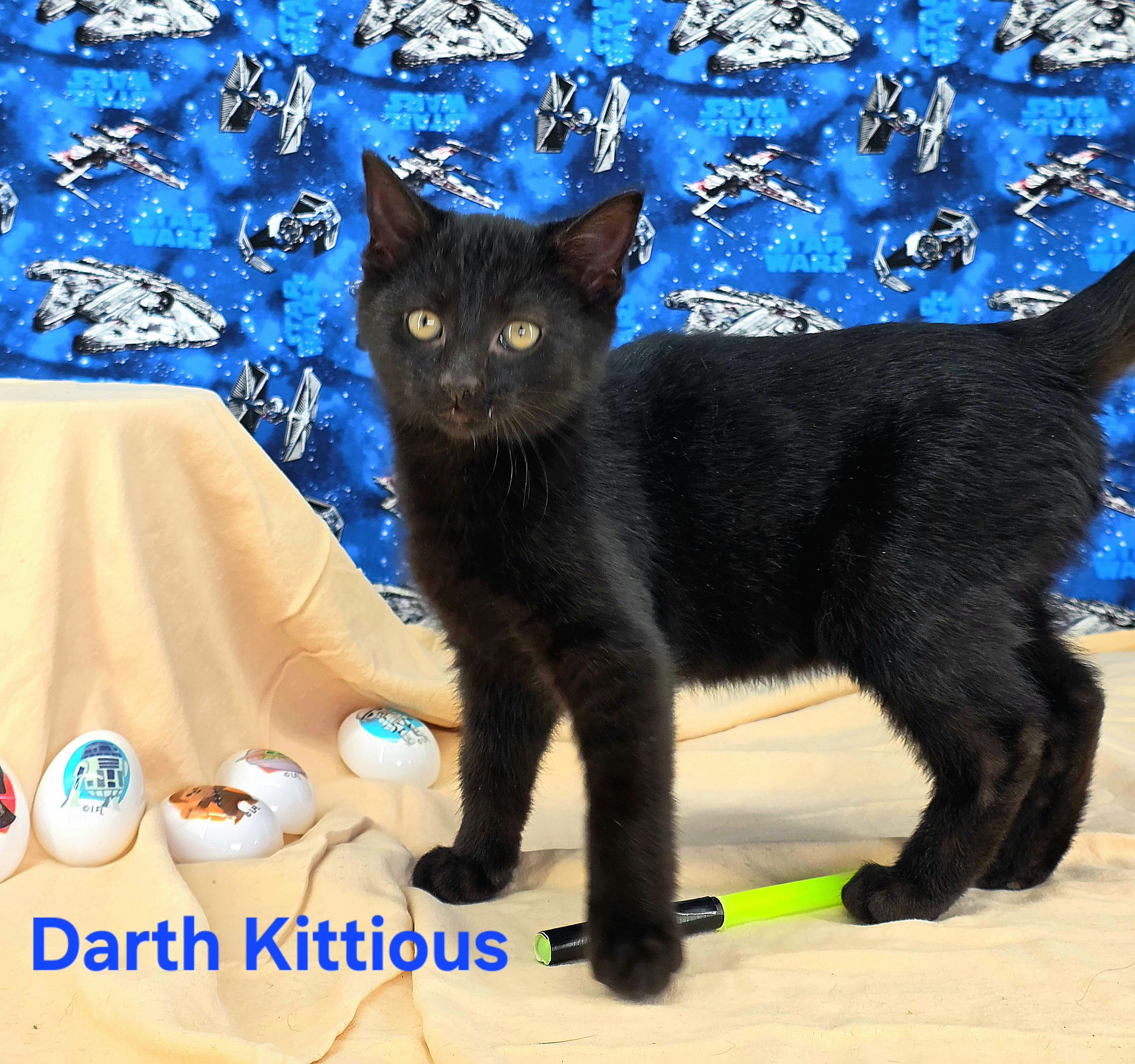Darth Kittious , Adoptable, Kitten Male Domestic Short Hair.