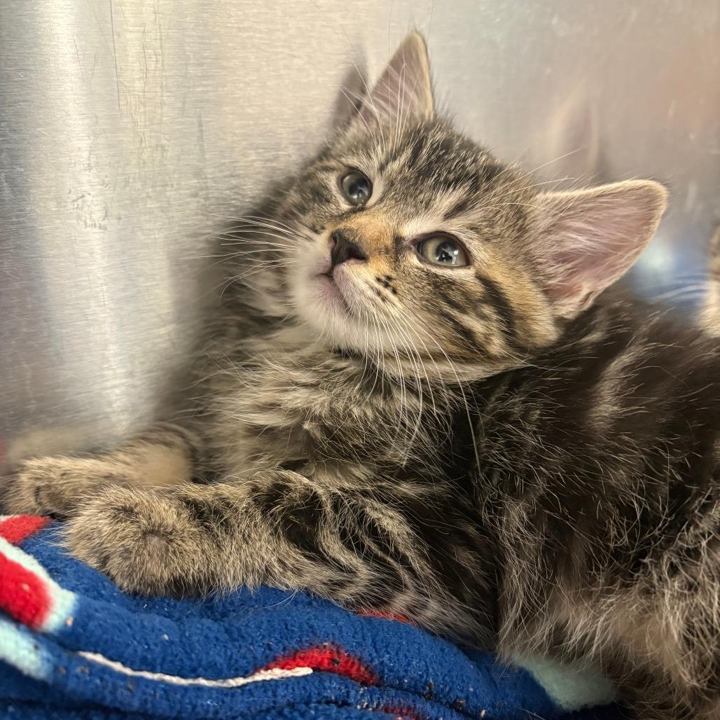 26-90 Raven, Adoptable, Kitten Male Domestic Medium Hair.