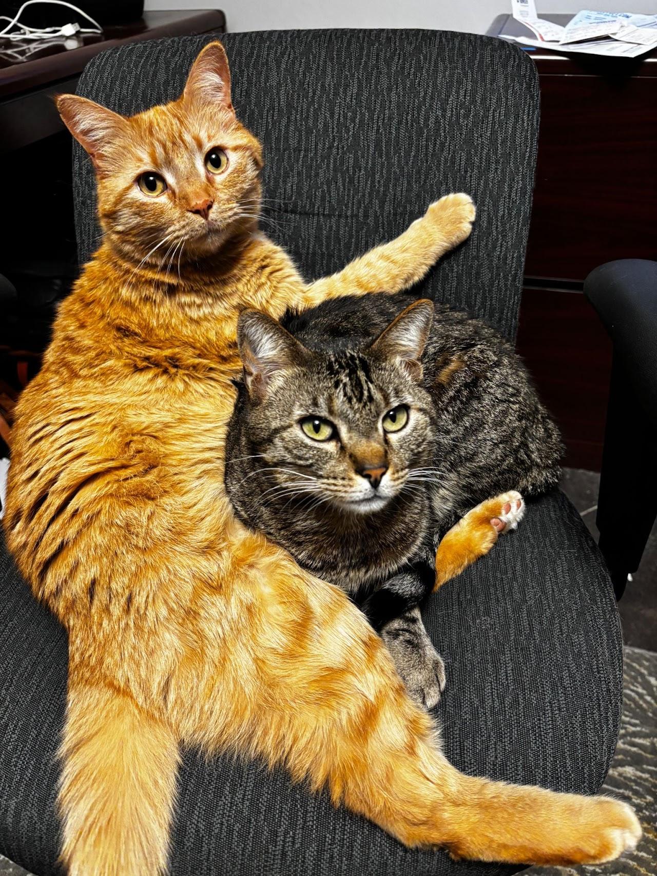 Dude and Tigger, ADOPTABLE, Adult Male Domestic Short Hair.