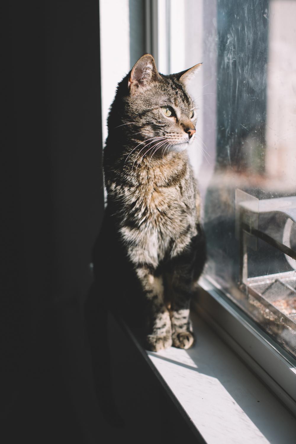 Enlarge Dude and Tigger, a ADOPTABLE Domestic Short Hair in Denver, CO image 3/6