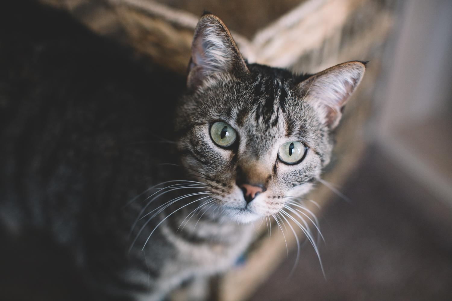 Enlarge Dude and Tigger, a ADOPTABLE Domestic Short Hair in Denver, CO image 2/6