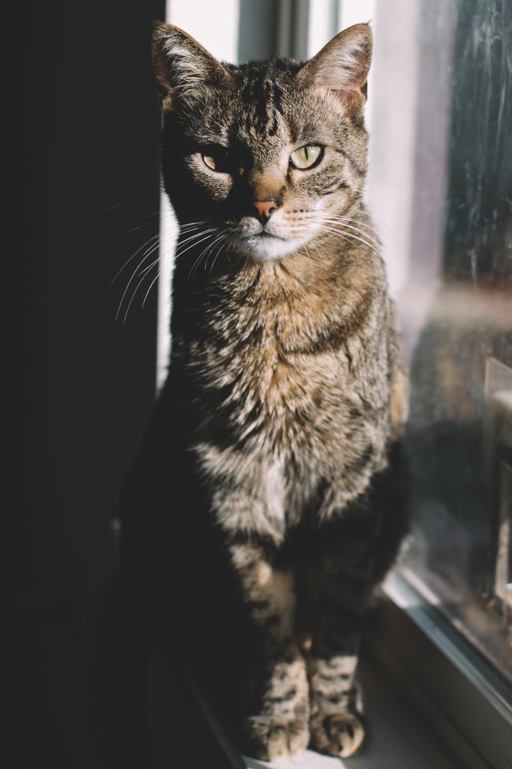Enlarge Dude and Tigger, a ADOPTABLE Domestic Short Hair in Denver, CO image 5/6