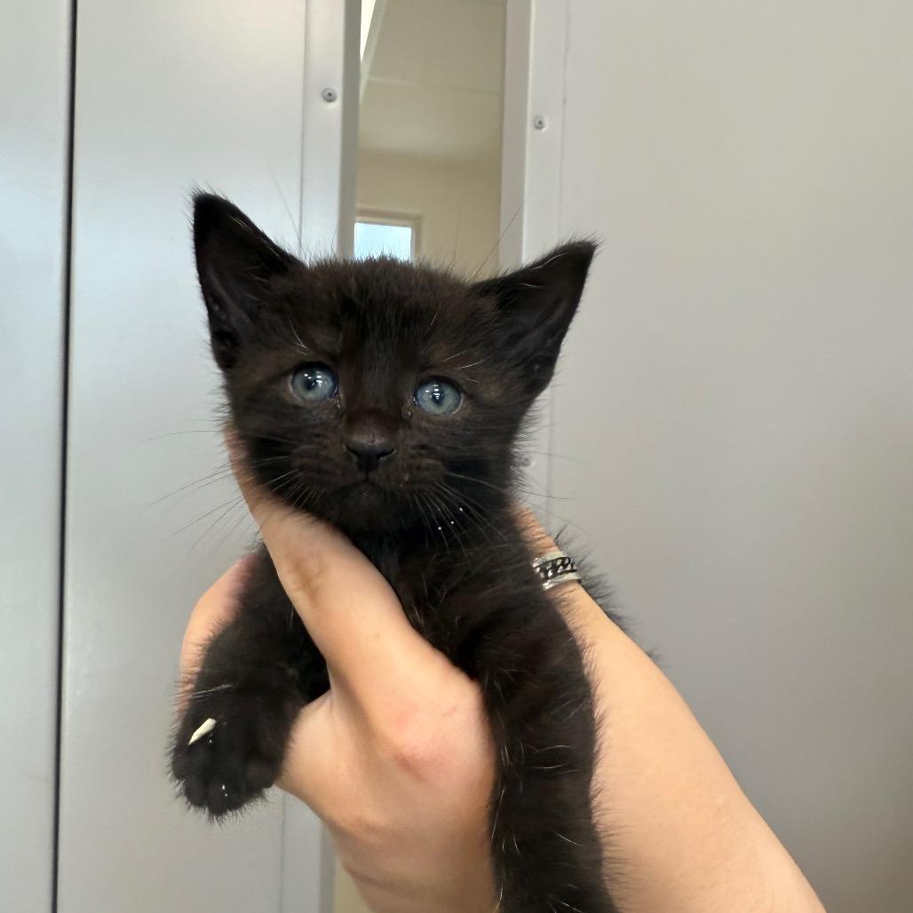 Raven Litter 4, Adoptable, Kitten Female Domestic Short Hair.