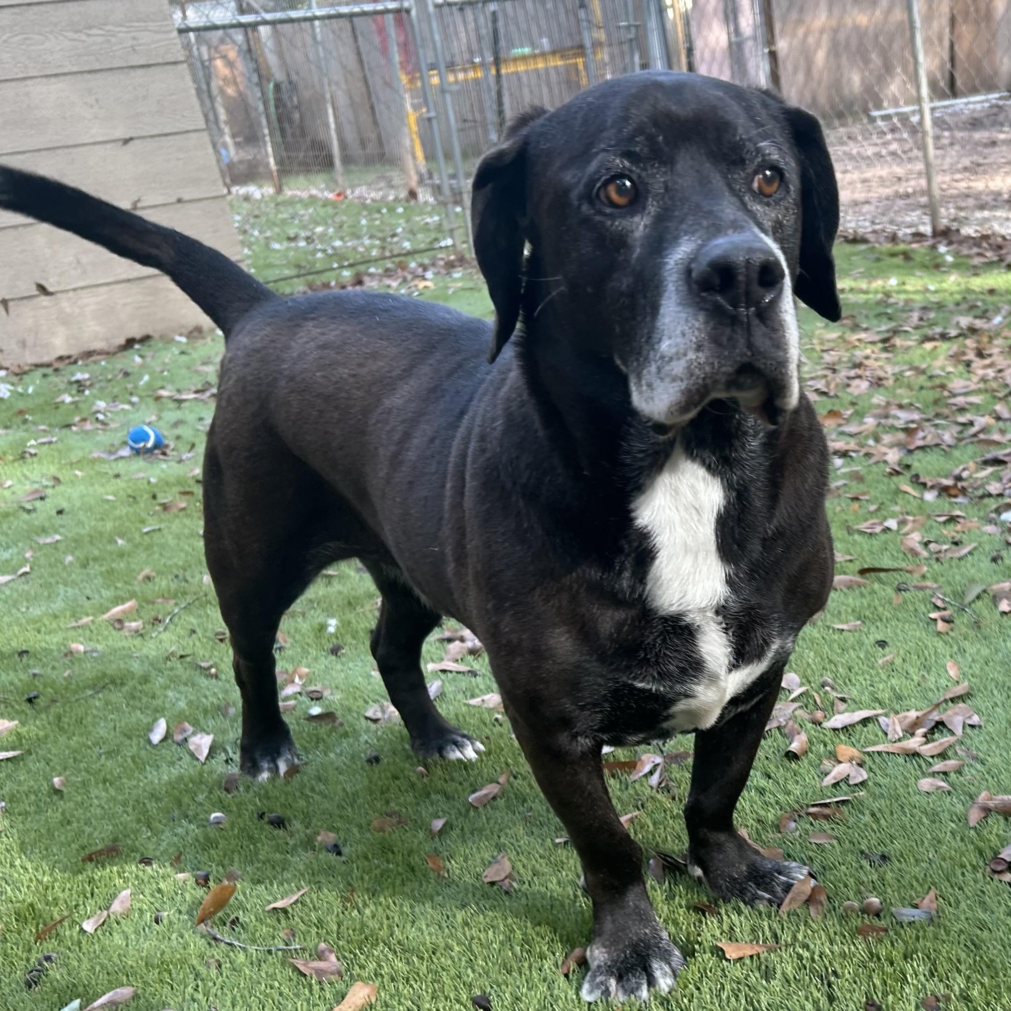 Little Foot thumbnail 4