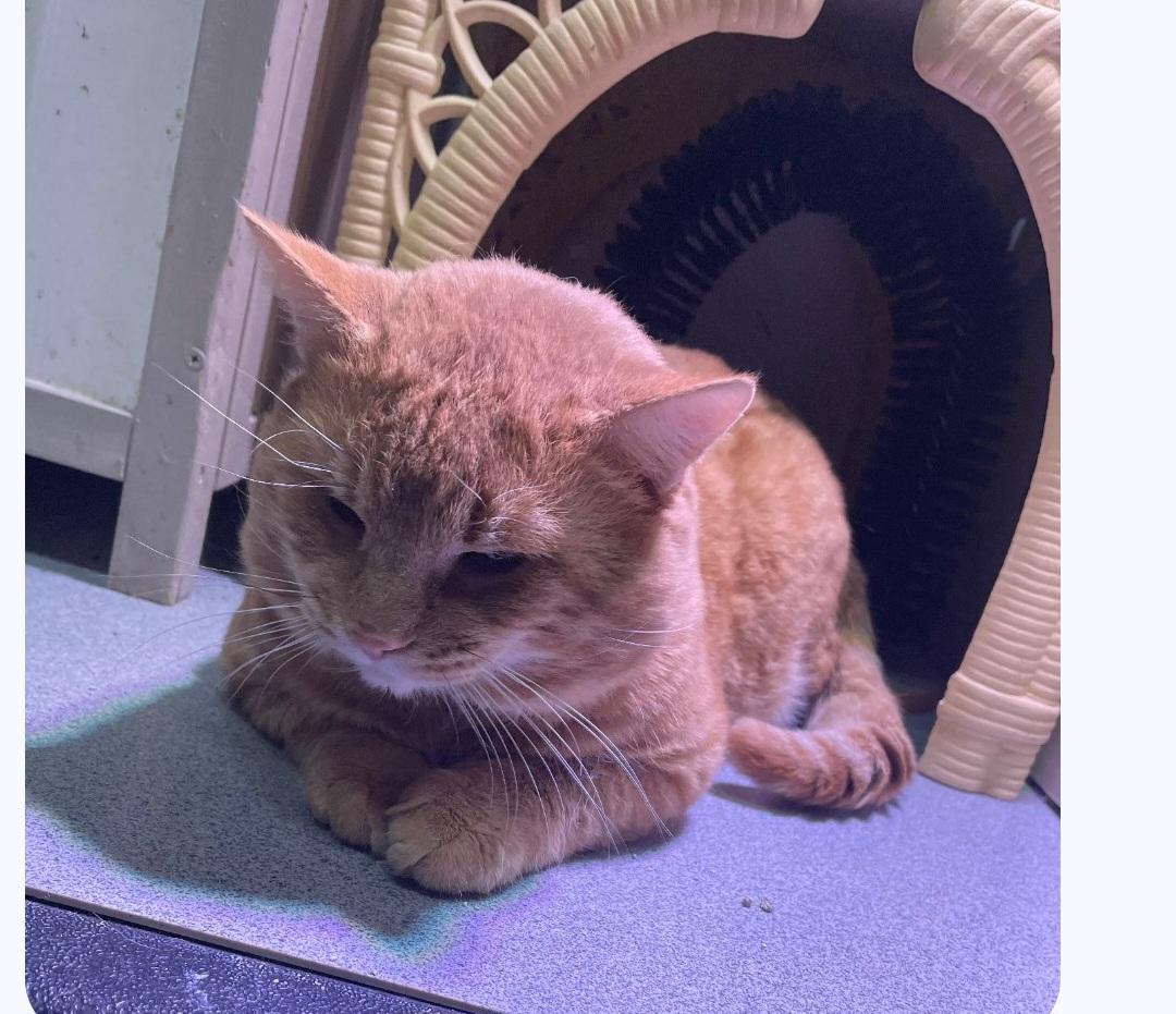 Enlarge Sam, a ADOPTABLE Tabby in Billings, MT image 1/1