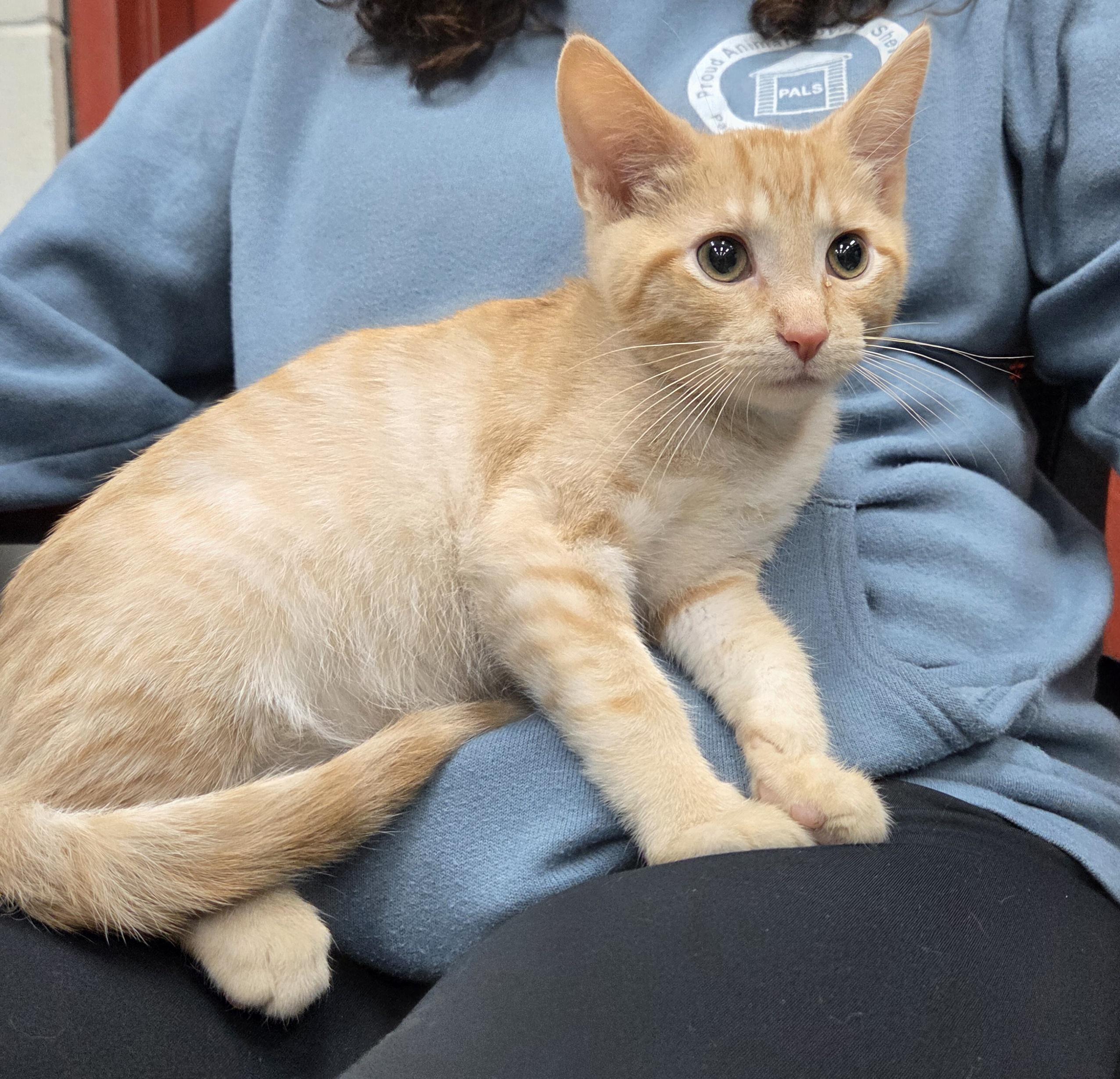 Tang, ADOPTABLE, Kitten Male Domestic Short Hair.