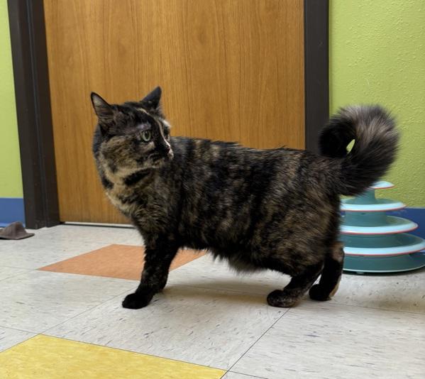 Enlarge Bindi, a Adoptable mixed breed in Sioux City, IA image 2/6