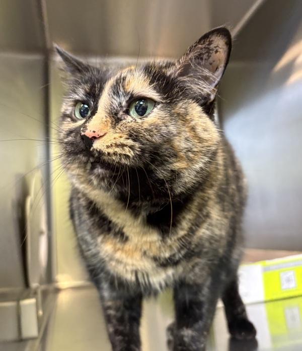 Enlarge Bindi, a Adoptable mixed breed in Sioux City, IA image 3/6