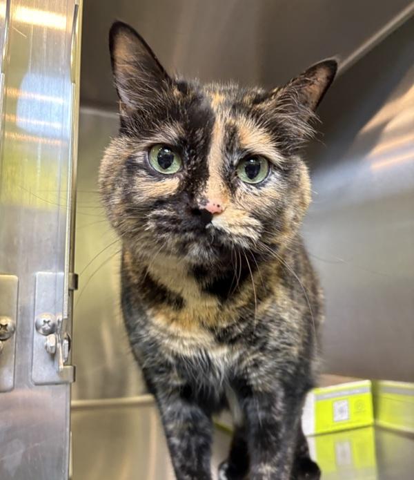 Enlarge Bindi, a Adoptable mixed breed in Sioux City, IA image 4/6