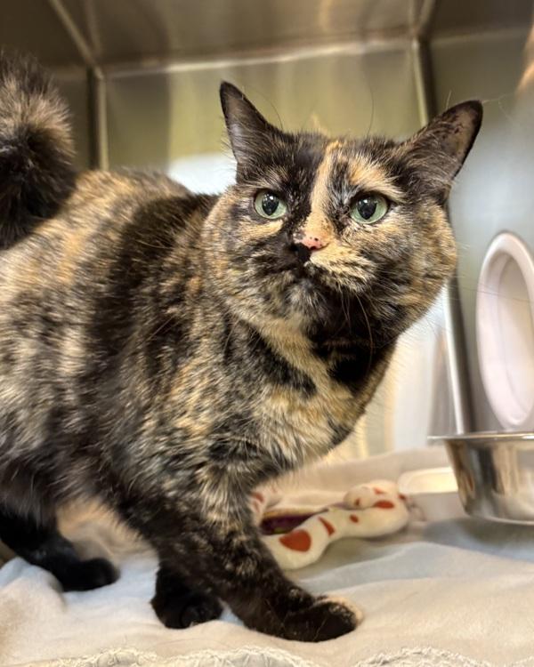 Enlarge Bindi, a Adoptable mixed breed in Sioux City, IA image 5/6