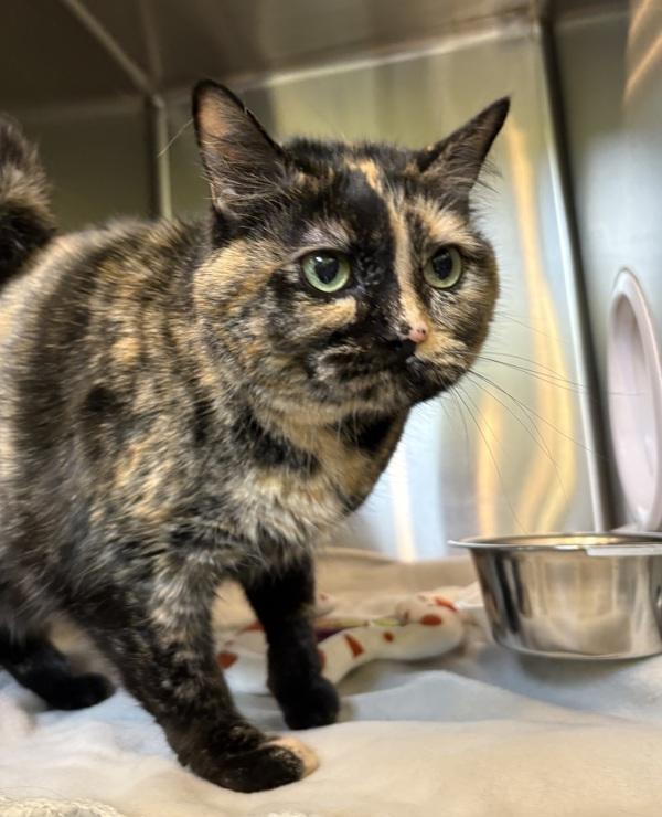 Enlarge Bindi, a Adoptable mixed breed in Sioux City, IA image 6/6