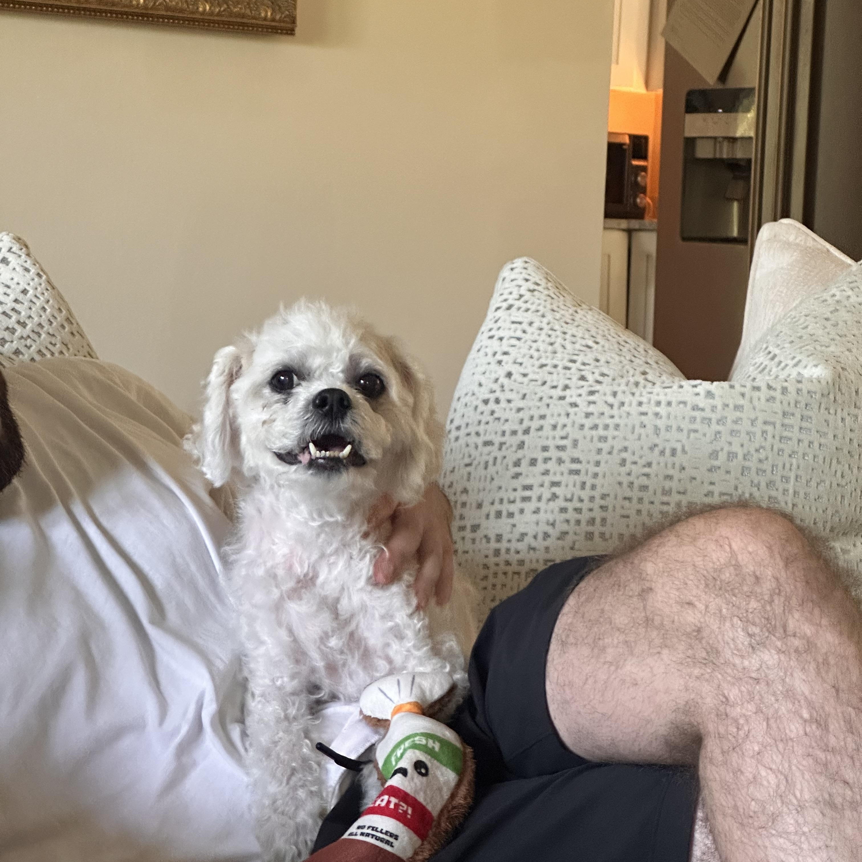 Enlarge Godfrey, an adopted Cavapoo in Rockville, MD image 2/6