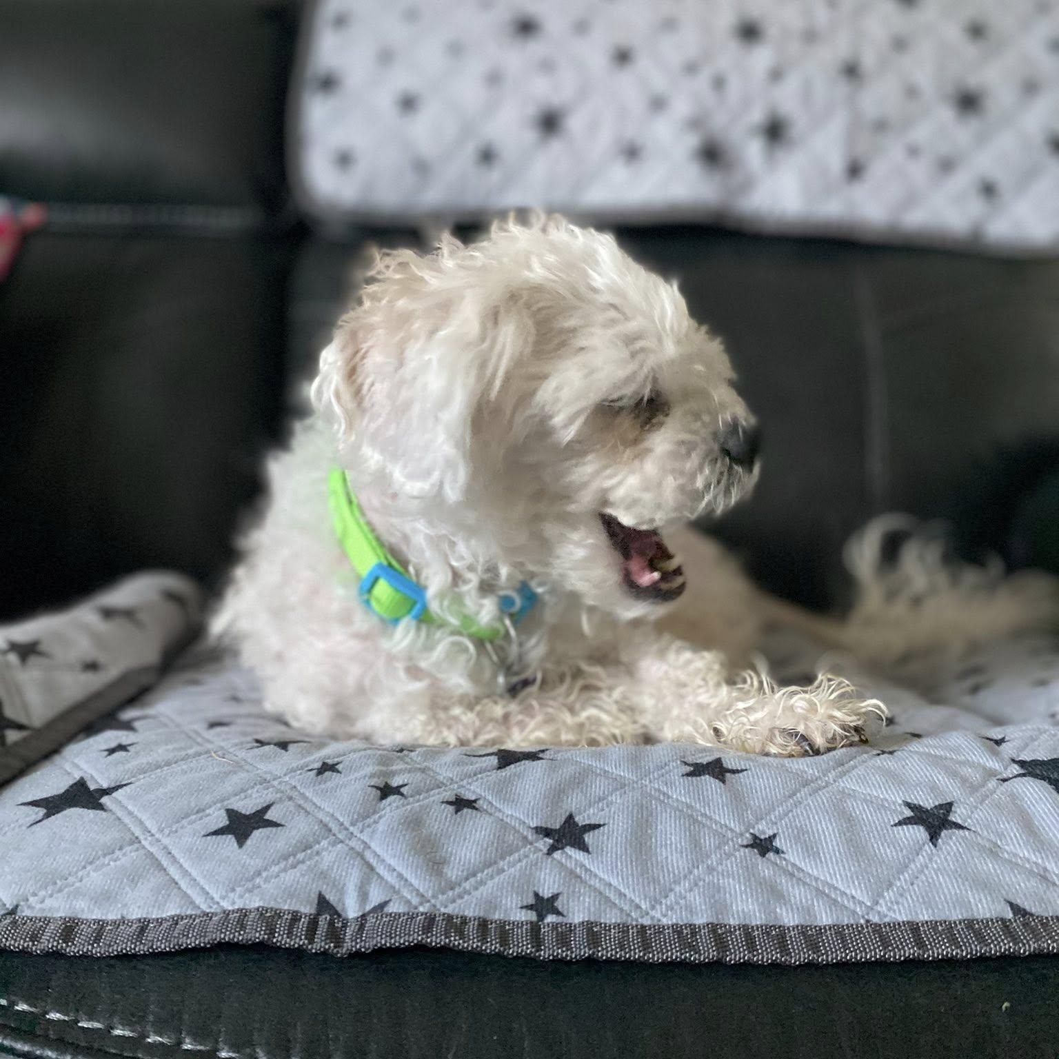 Enlarge Godfrey, an adopted Cavapoo in Rockville, MD image 5/6
