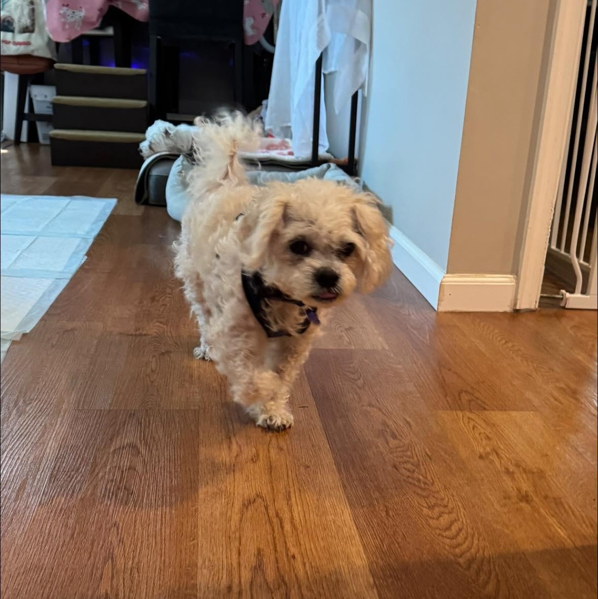 Enlarge Godfrey, an adopted Cavapoo in Rockville, MD image 6/6