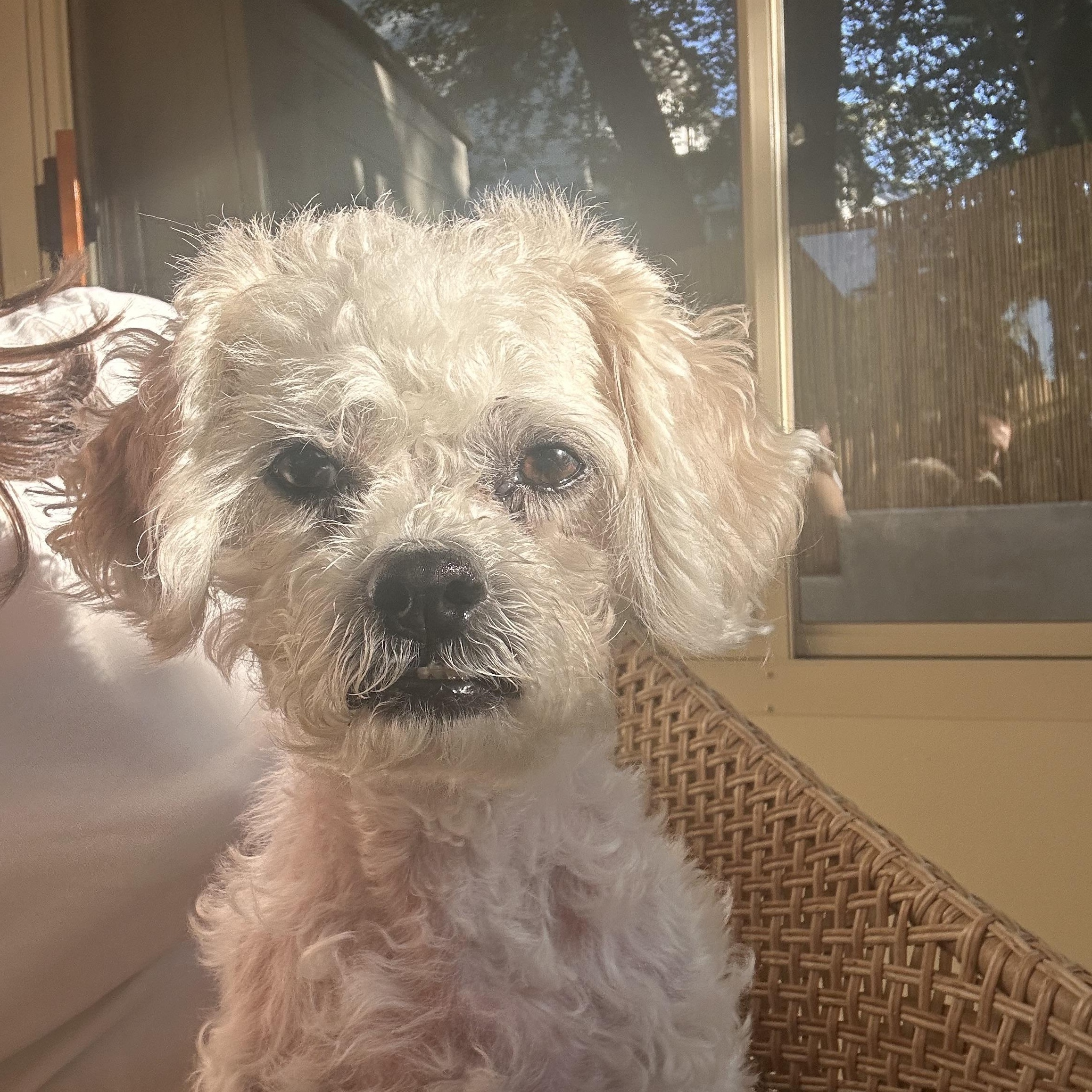 Enlarge Godfrey, an adopted Cavapoo in Rockville, MD image 4/6