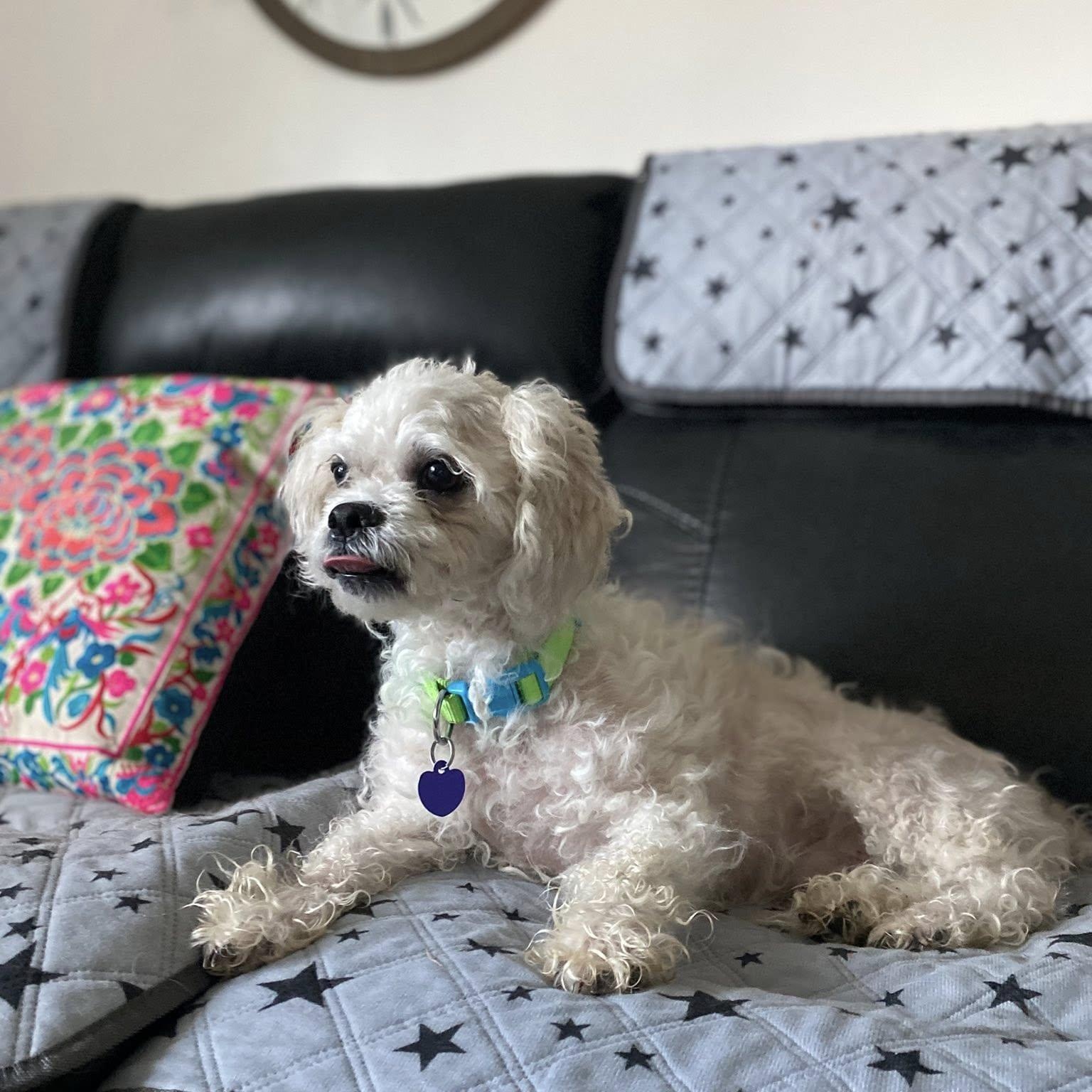 Godfrey, adopted, Senior Male Cavapoo.