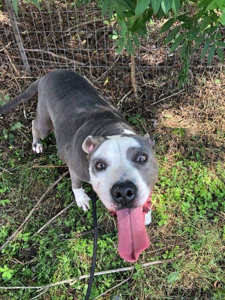 Enlarge Bella, a Adoptable American Bulldog in New Haven , CT image 2/6