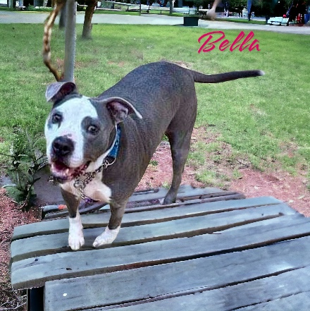 Enlarge Bella, a Adoptable American Bulldog in New Haven , CT image 1/6