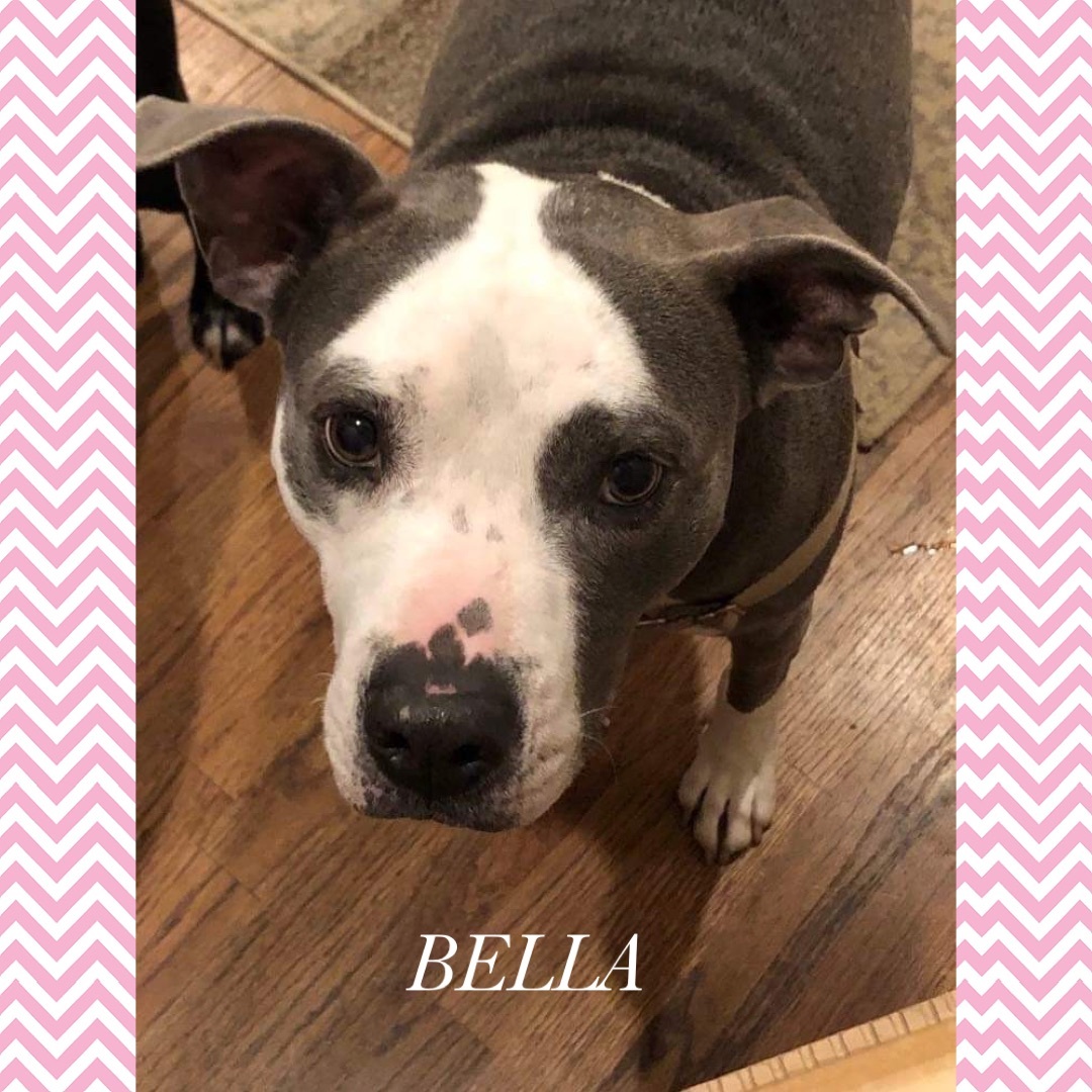 Enlarge Bella, a Adoptable American Bulldog in New Haven , CT image 4/6
