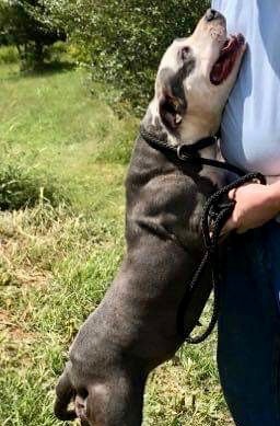 Enlarge Bella, a Adoptable American Bulldog in New Haven , CT image 5/6