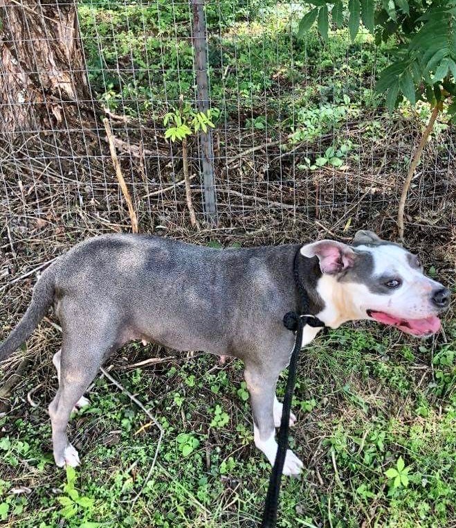 Enlarge Bella, a Adoptable American Bulldog in New Haven , CT image 6/6
