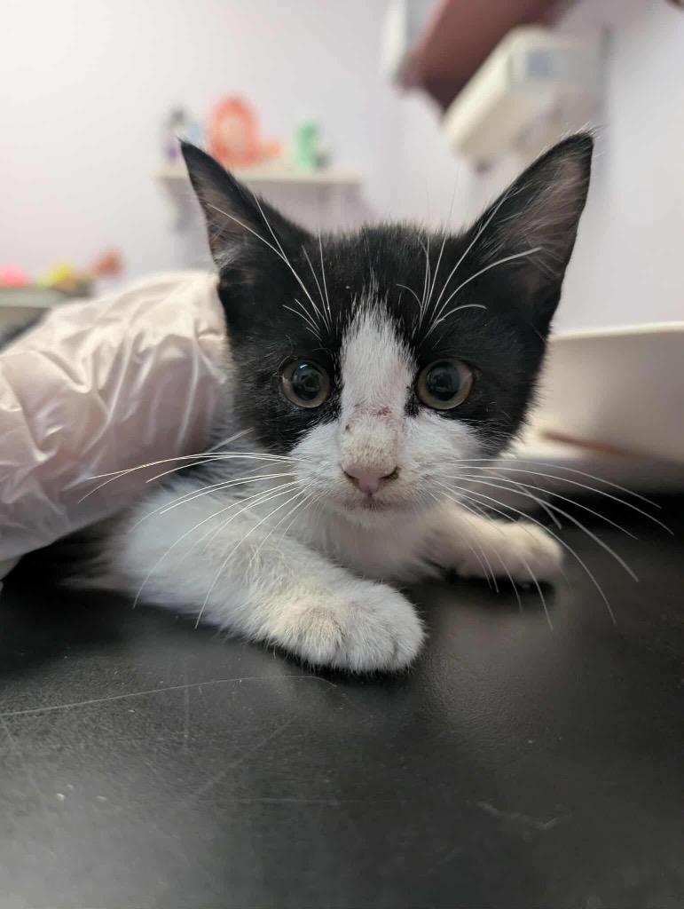 Frogger, Adoptable, Kitten Male Domestic Short Hair.