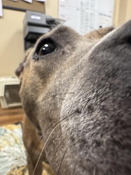 Enlarge Cici, a Adoptable mixed breed in Melbourne, FL image 1/6