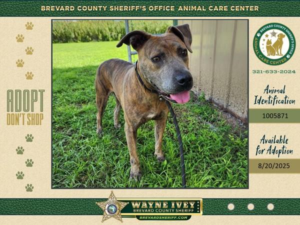 Cici, Adoptable, Adult Female Mixed Breed.