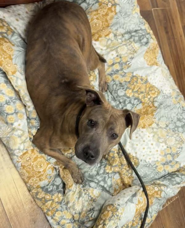 Enlarge Cici, a Adoptable mixed breed in Melbourne, FL image 2/6