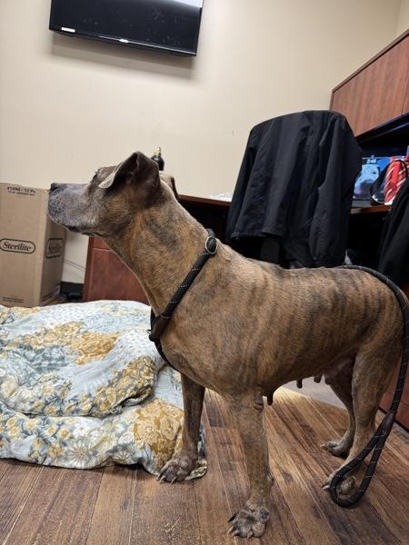 Enlarge Cici, a Adoptable mixed breed in Melbourne, FL image 4/6