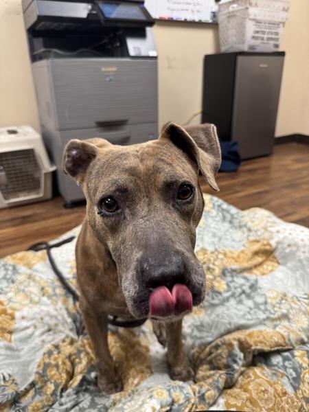 Enlarge Cici, a Adoptable mixed breed in Melbourne, FL image 6/6