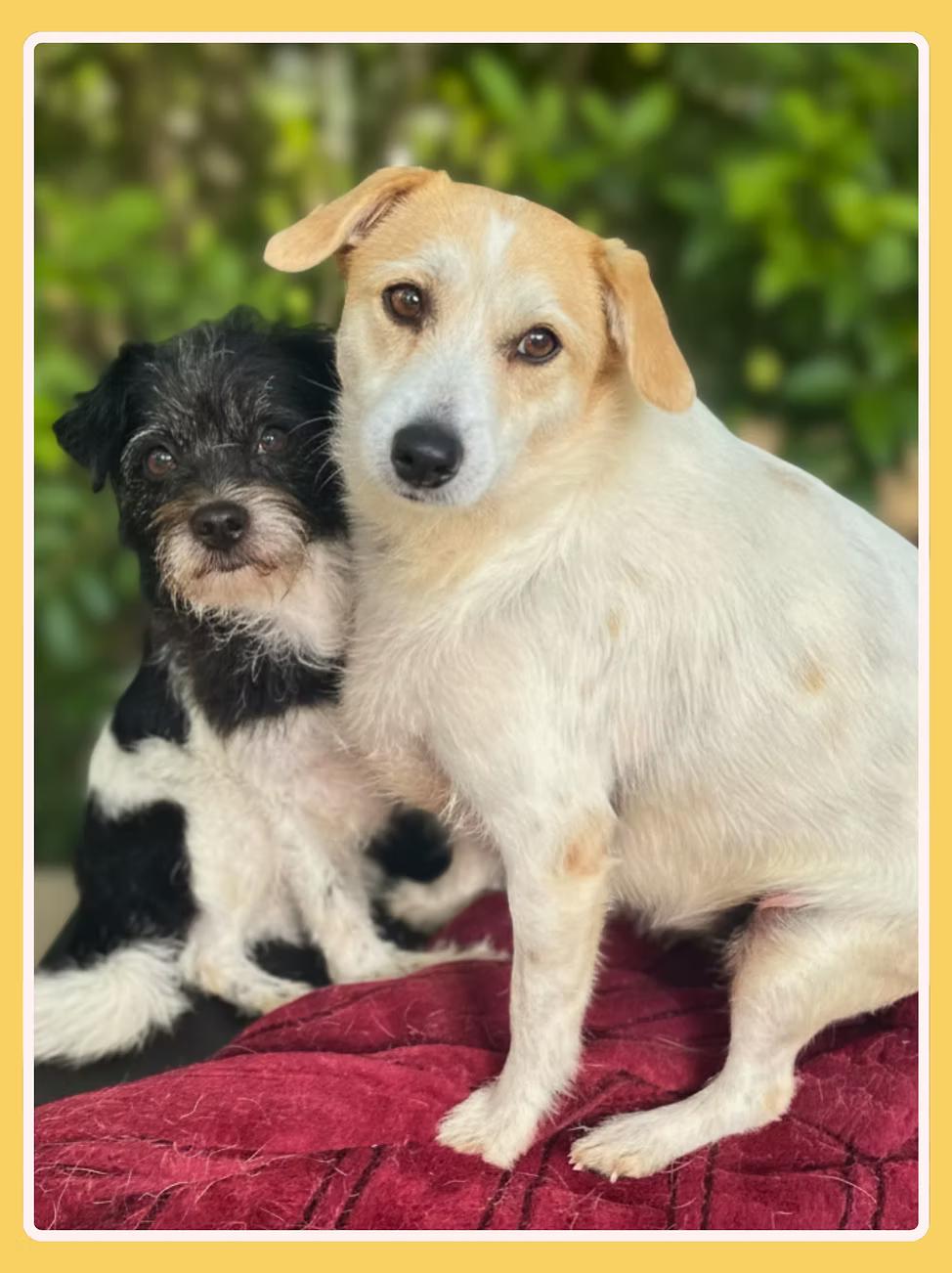 Eve & Crystal, a ADOPTABLE mixed breed in San Francisco, CA image 2/4