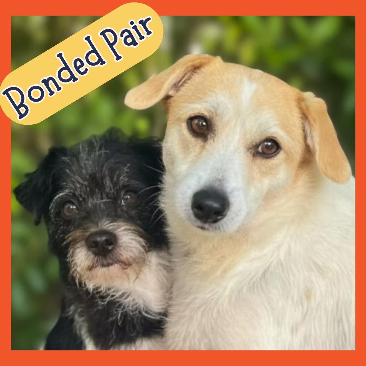 Eve & Crystal, a ADOPTABLE mixed breed in San Francisco, CA image 1/4