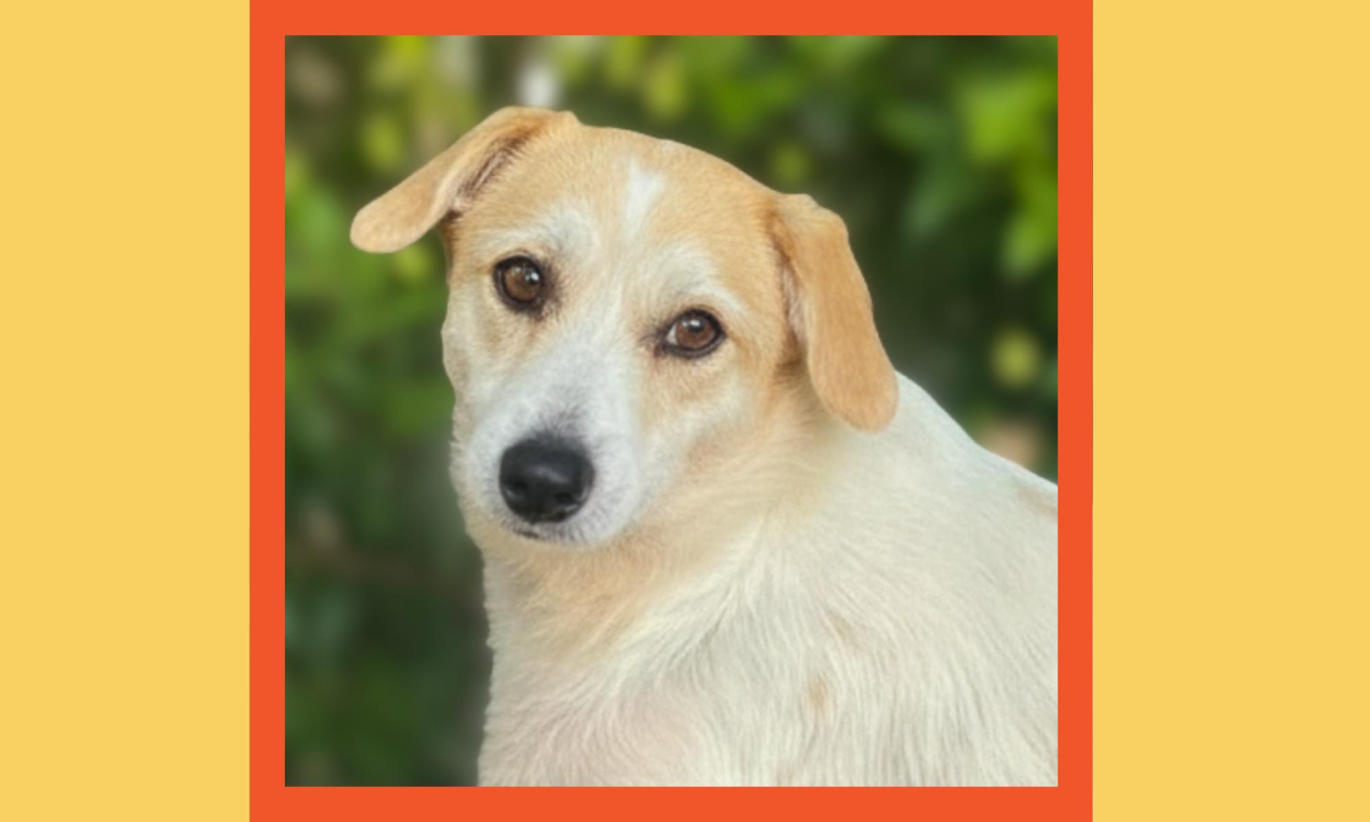 Eve & Crystal, a ADOPTABLE mixed breed in San Francisco, CA image 4/4