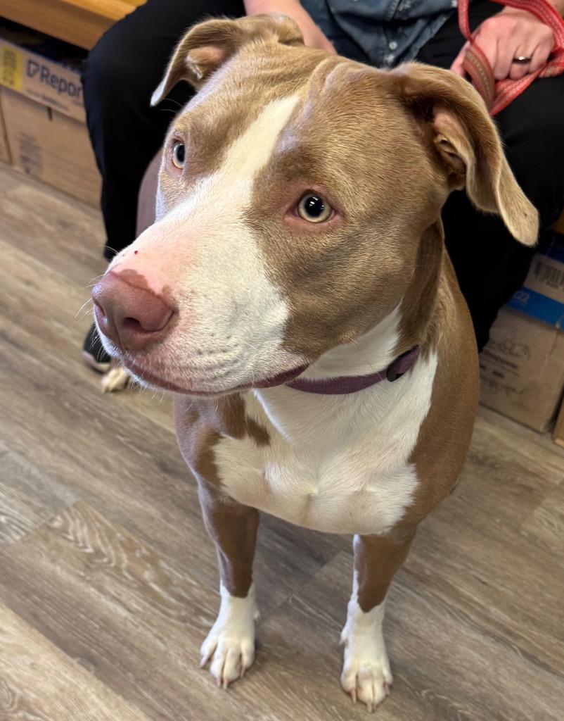 Bunny AKA Remi, Adoptable, Young Female Mixed Breed.