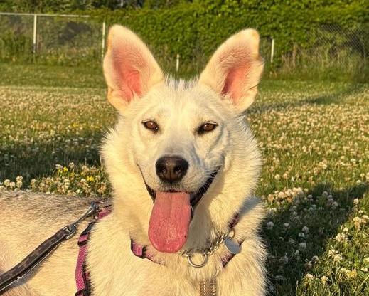 Autumn, Adoptable, Young Female Husky.