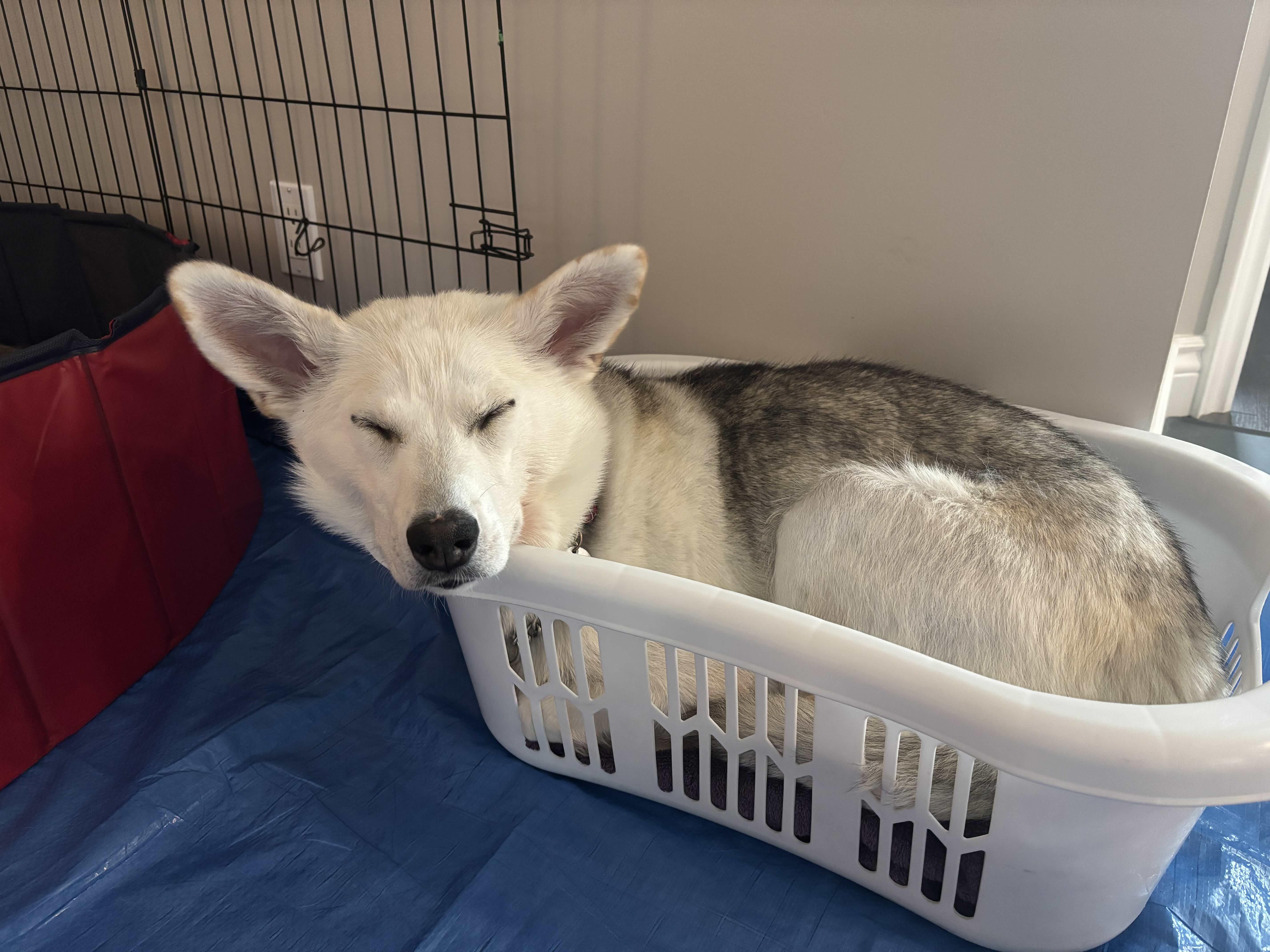 Enlarge Autumn, a Adoptable mixed breed in Oakville, ON image 6/6