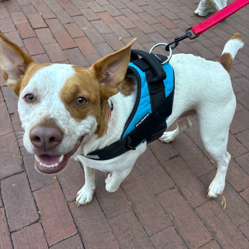Dog for adoption Ross, a Pit Bull Terrier Mix in Jamaica Plain, MA