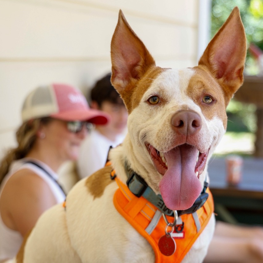 Dog for adoption Ross, a Pit Bull Terrier Mix in Jamaica Plain, MA