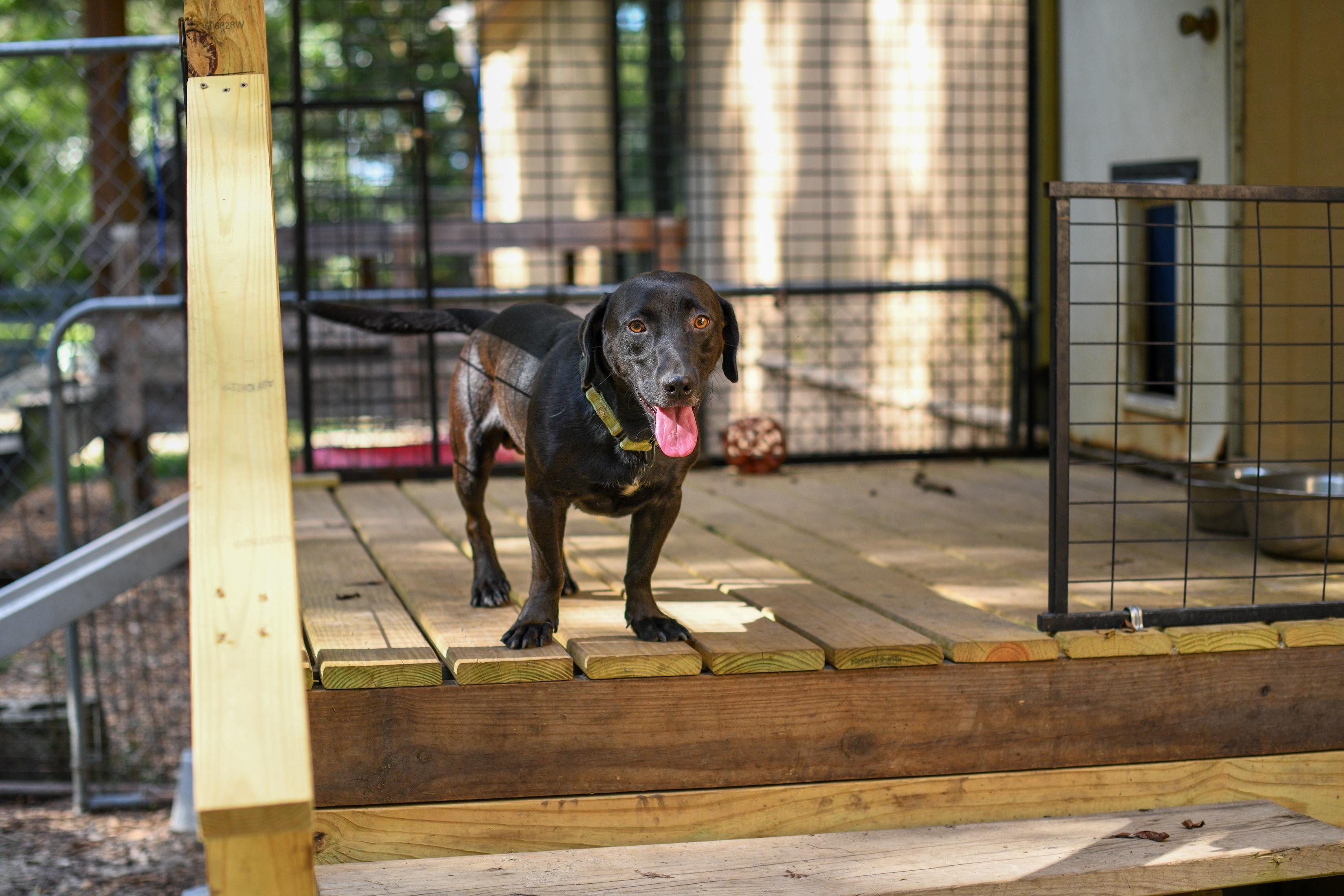 Enlarge Billy Bob, a Adoptable mixed breed in Argyle, NY image 4/6