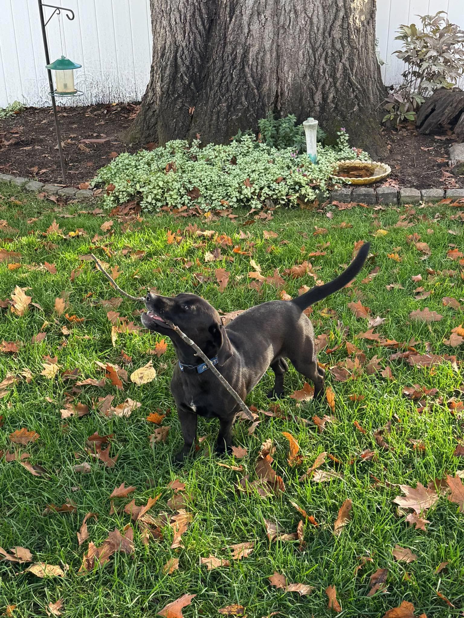 Enlarge Billy Bob, a Adoptable mixed breed in Argyle, NY image 6/6
