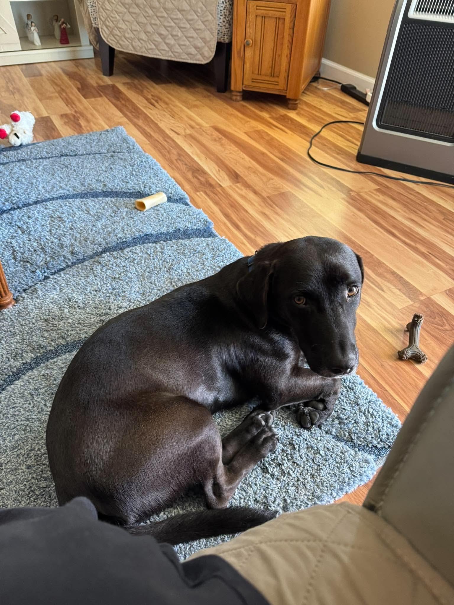 Enlarge Billy Bob, a Adoptable mixed breed in Argyle, NY image 5/6