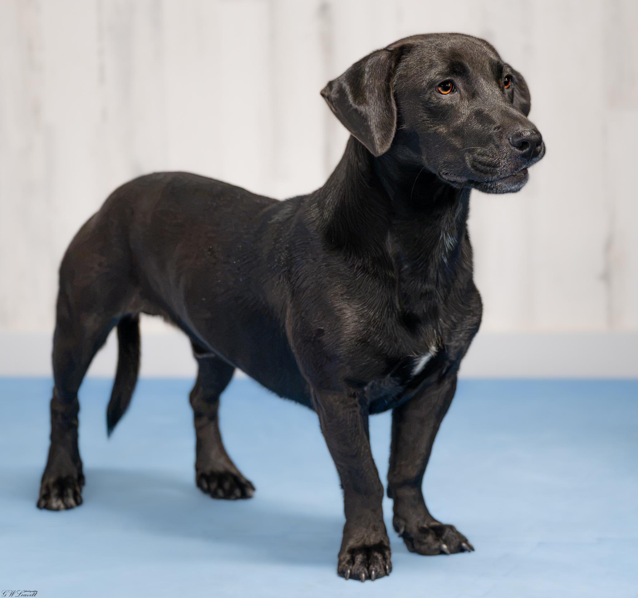 Enlarge Billy Bob, a Adoptable mixed breed in Argyle, NY image 2/6