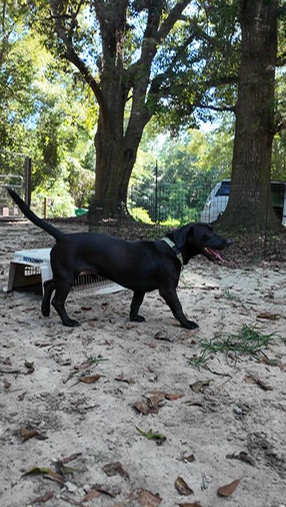 Enlarge Billy Bob, a Adoptable mixed breed in Argyle, NY video 3/6