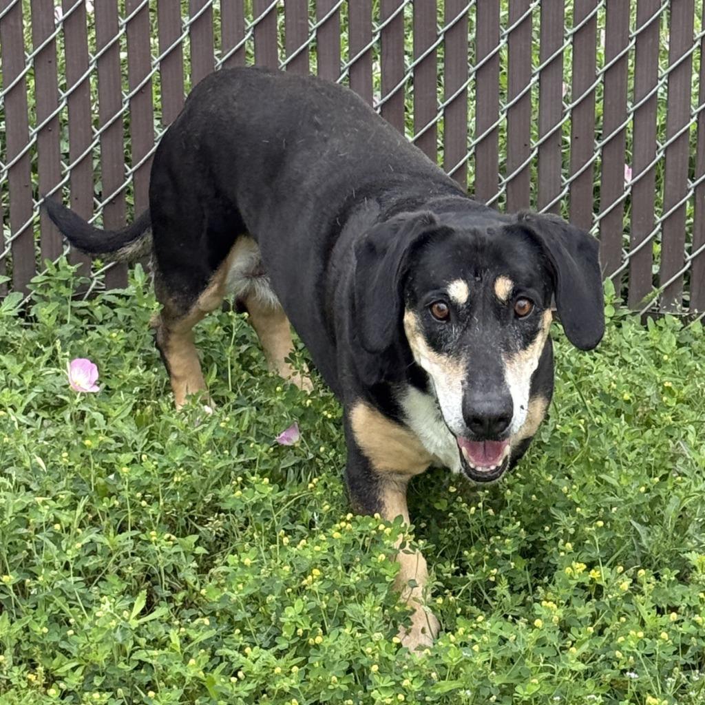 Enlarge Pippa, a Adoptable mixed breed in Brenham, TX image 2/6