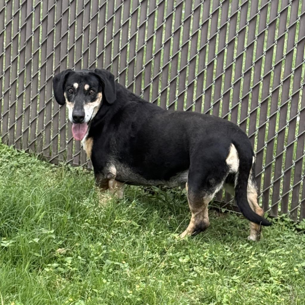 Enlarge Pippa, a Adoptable mixed breed in Brenham, TX image 3/6